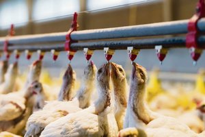 26 Tage alte Küken trinken von den Wasserspendern, die an den Rohren durch ihren Stall befestigt sind: Hitzestress belastet bei Geflügel den Kreislauf und kann zu vermehrten Abgängen führen. (Bild Peter Röthlisberger/Fotolord)