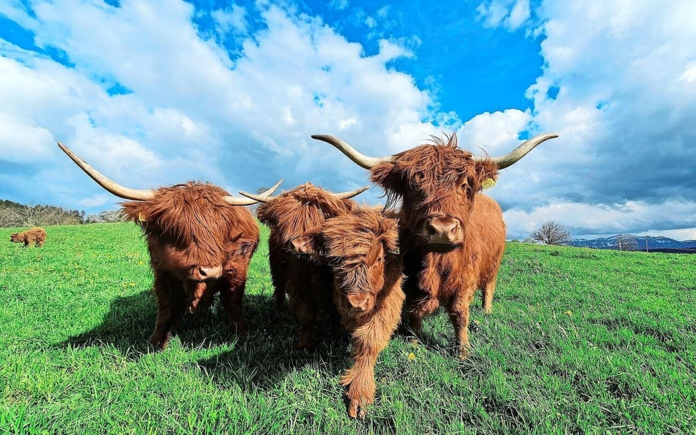 Vom Winde verweht: Die schottischen Hochlandrinder sind so viel wie möglich draussen und lieben das. Sogar im Winter würden sie im grössten Sturm liegen, sagen Wagners. 