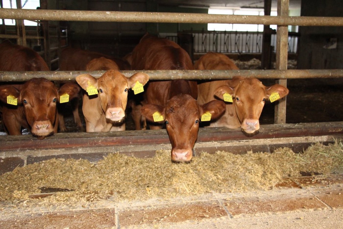 Die Kälber werden von Woche zu Woche teurer. (Bild Hans Rüssli)