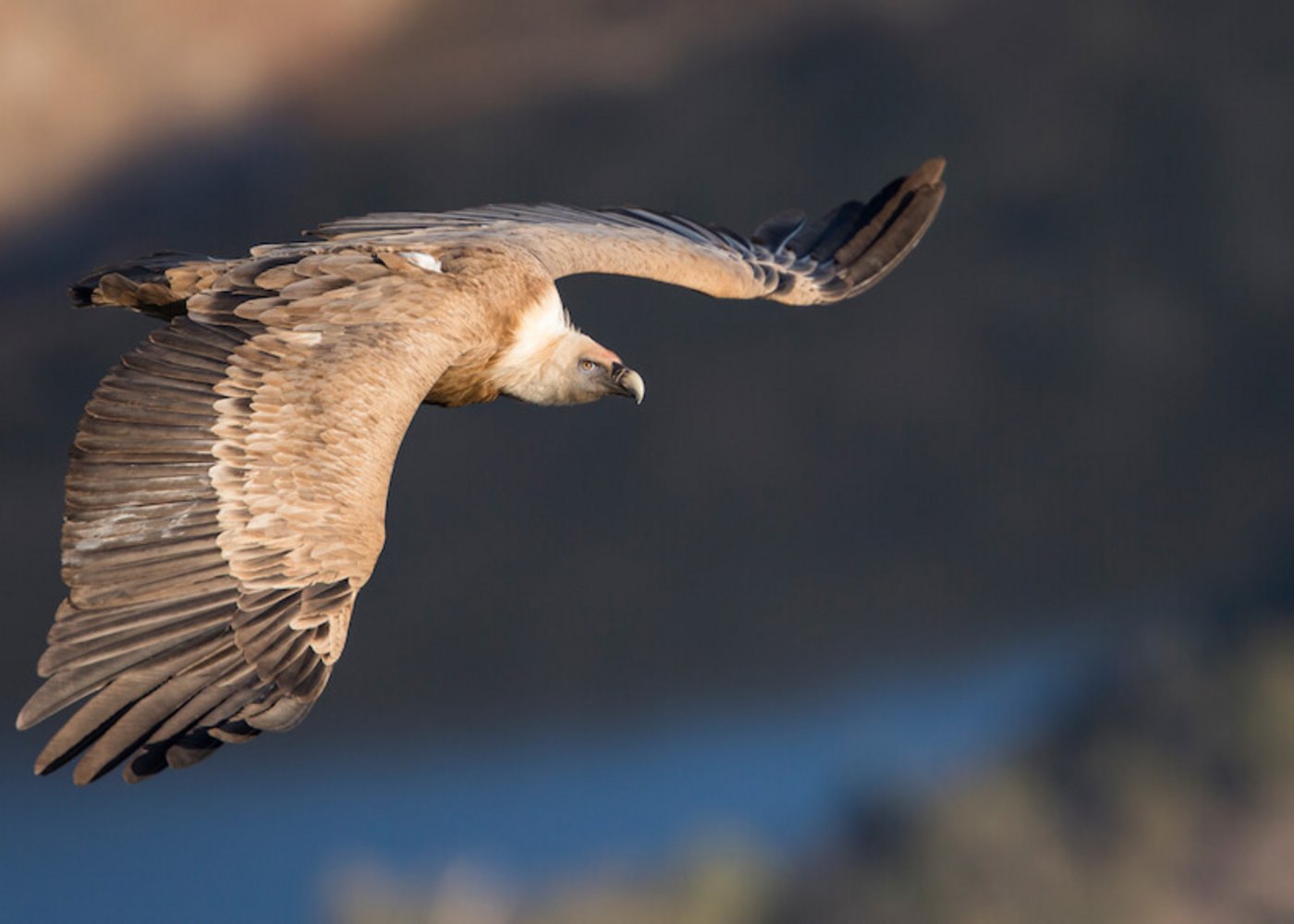 Zurzeit bestehen gute Möglichkeiten, die Greifvögel zu beobachten. (Bild Vogelwarte Sempach / Ralph Martin)