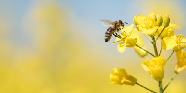 Bienen oder Hummeln könnten künftig in der Schweiz ein biologisches Fungizid z. B. gegen Botrytis in Raps ausbringen. In Florida, USA  sind sie seit diesem Jahr bereits im Einsatz. (Bild K. Thalhofer)