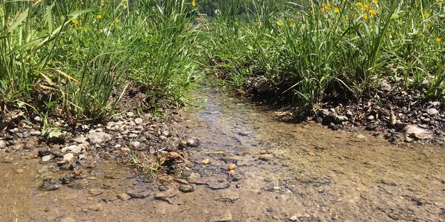 Probleme mit der Trinkwasserqualität sind aus Sicht des 3x-Ja-Komitees nur einer der Hinweise darauf, dass sich die Schweizer Landwirtschaft nicht in die richtige Richtung entwickelt.  (Bild jsc)