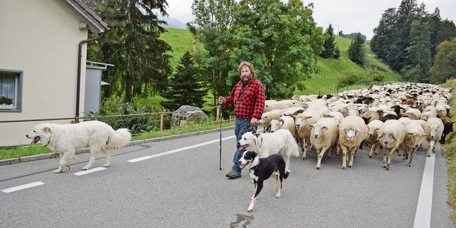 Was aussieht wie ein gemütlicher Spaziergang, setzt viel Wissen und Können voraus. Herdenschutzhunde, Hütehunde und Schafe ohne Konflikte zu managen, ist nicht einfach. Markus Nyffeler scheut sich auch nicht vor langen Märschen. (Bild BauZ/dj)