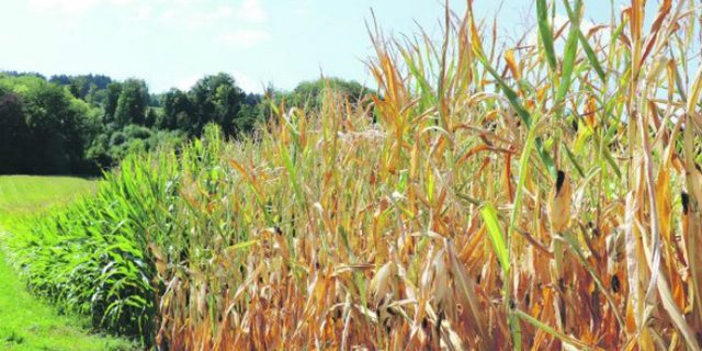 Maisfeld im Kanton Luzern: Produzenten in betroffenen Gebieten können Auflagen einhalten, müssen aber nicht. (Bild Ruth Aerni)