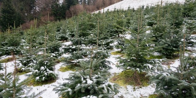 Anders als beim Anbau von Tabak kann das Land bei Weihnachtsbäumen nicht innerhalb von einem Jahr auf andere Nahrungsmittelproduktion umgestellt werden. (Bild Miriam Kolmann)
