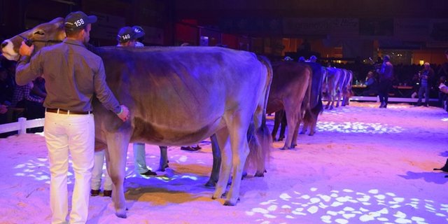 Der GP von Sargans (hier ein Bild von 2019) gilt als erstklassige internationale Rinderschau. (Bild sgi)