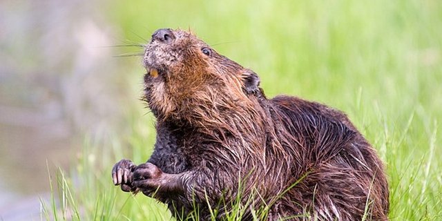 Mit der Biberpopulation steigt auch die Anzahl von Konfliktfällen wegen seiner Dämme. (Bild Pixabay)