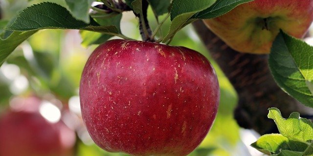 Blütenknospenbildung und die entsprechende Austriebsreaktion können je nach Apfelsorte variieren. (Bild Pixabay)