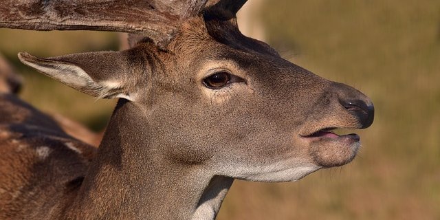 Nach rund drei Stunden entschieden sich die Einsatzkräfte das Tier aufgrund der Gefahr für das Wild und der Verkehrssicherheit zu erlegen. (Symbolbild Pixabay)