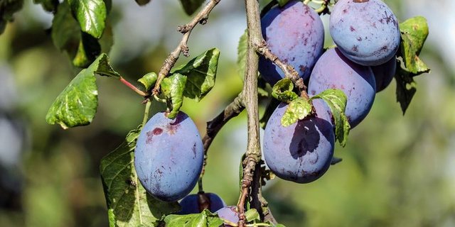 Die weisse Schicht, welche Zwetschgen typischerweise überzieht, heisst Bereifung. (Bild Pixabay)