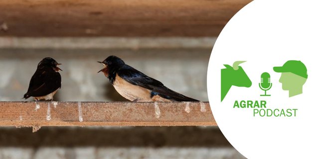 Nicht nur im Scharfe Egge wird angeregt diskutiert. Auch die zwei Rauchschwalben haben einiges zu klären (Bild: die grüne/Peter Röthlisberger).