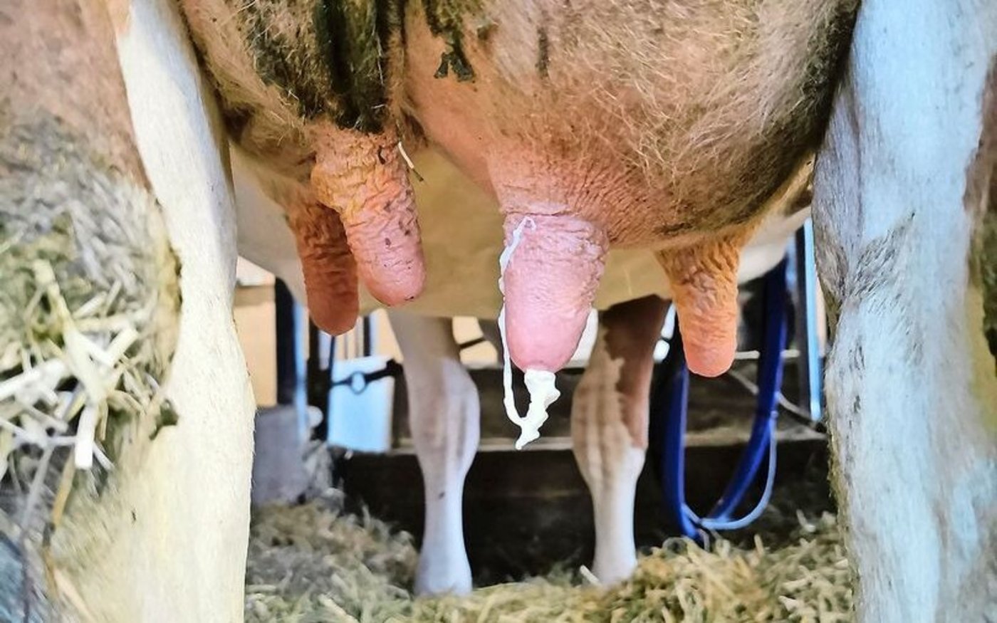 Auch Mutterkühe sollten regelmässig auf Euterentzündungen kontrolliert werden. 