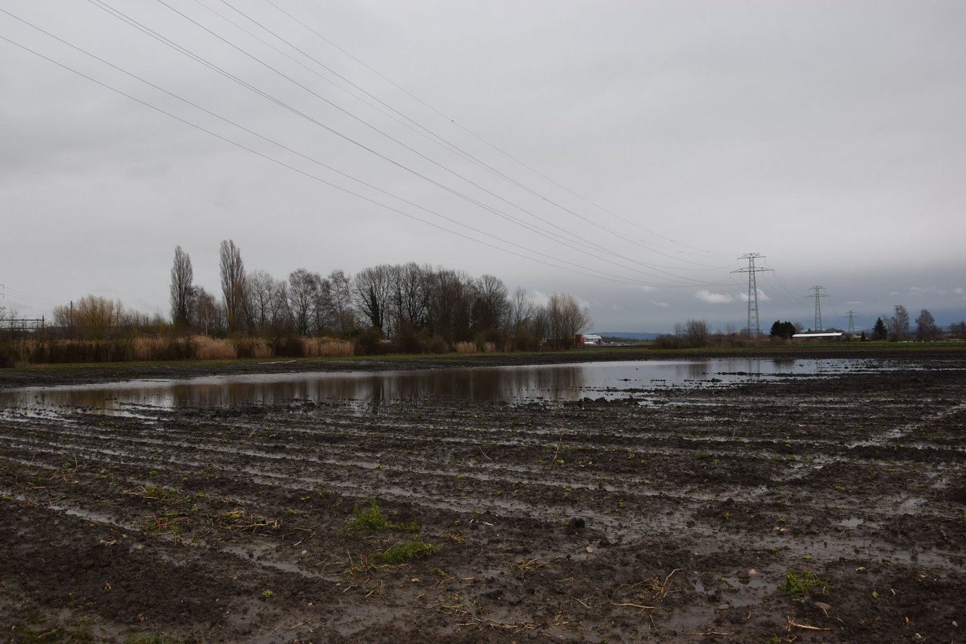 Auf einigen Feldern im Berner Seeland bildeten sich regelrechte Seen. (Bilder jw)