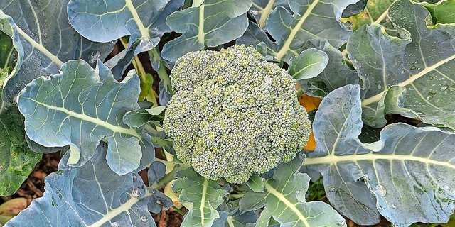 Ein typisches Symptom von Hitzestress bei Brokkoli sind hellgrüne Flecken auf der Blume, Katzenaugen genannt.