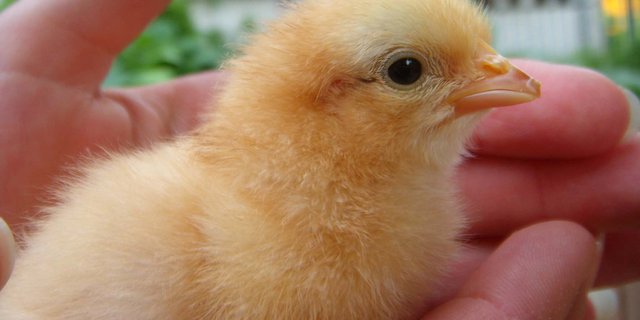 (Symbolbild Tobias Rüeger/landwirtschaft.ch)