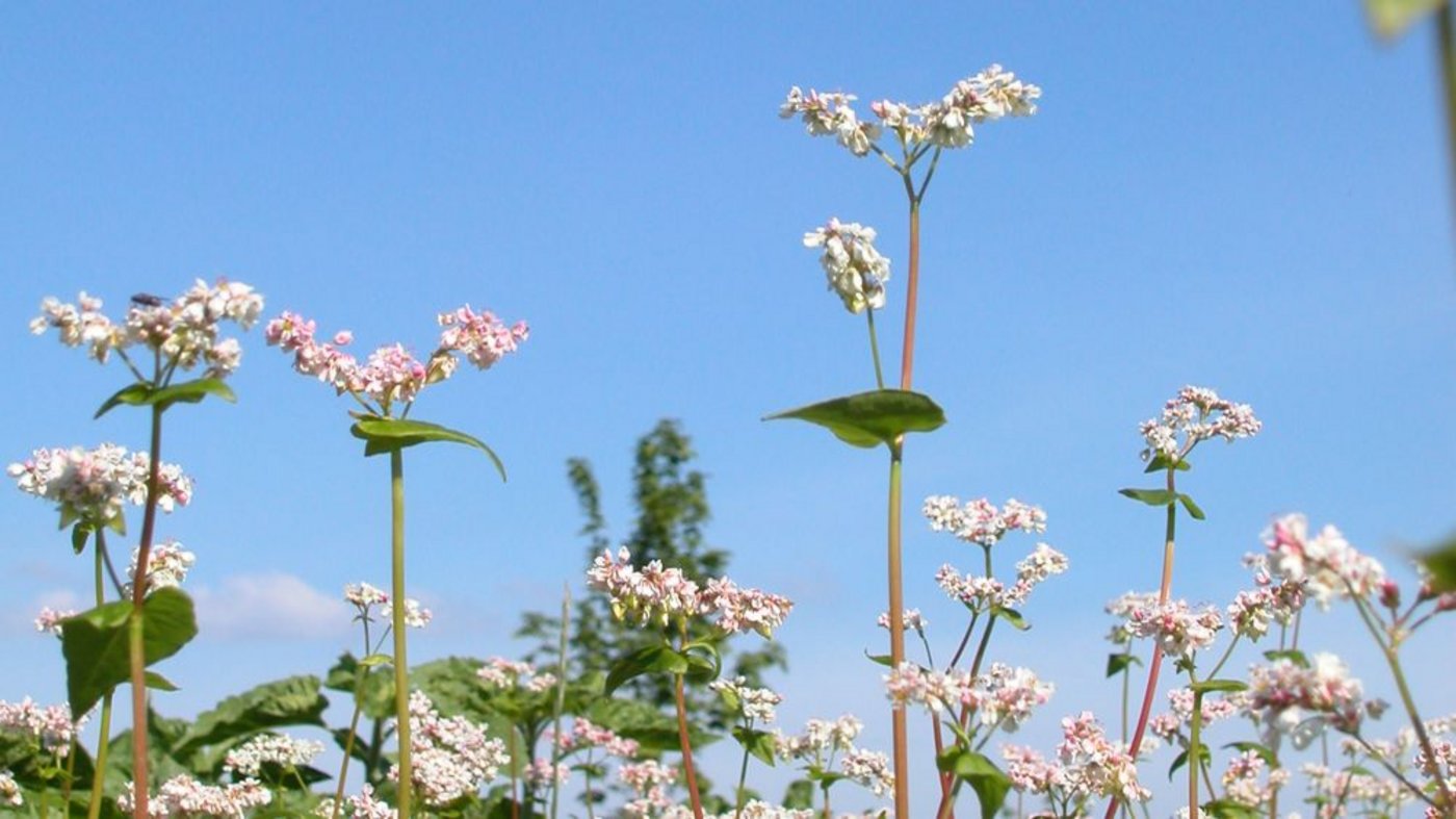 Blühende Zwischenkulturen wie beispielsweise Buchweizen gelten im Kanton Solothurn als Element der Landschaftsqualität. (Bild: BauZ)