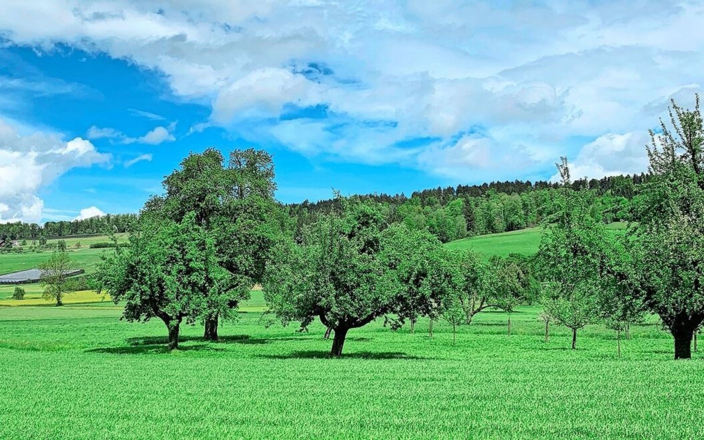 Gebiete mit geringer Prävalenz im Luzerner Seetal. Um Obstkulturen gilt eine Melde- und Bekämpfungspflicht beim Auftreten von Feuerbrand. 