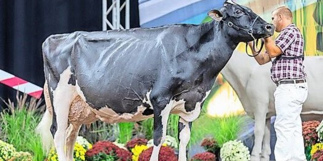 Neu mit EX-97 eingestuft: die Kanadierin und amtierende Royal-Winter-Fair- Siegerin Altona Lea Unix Herminie.