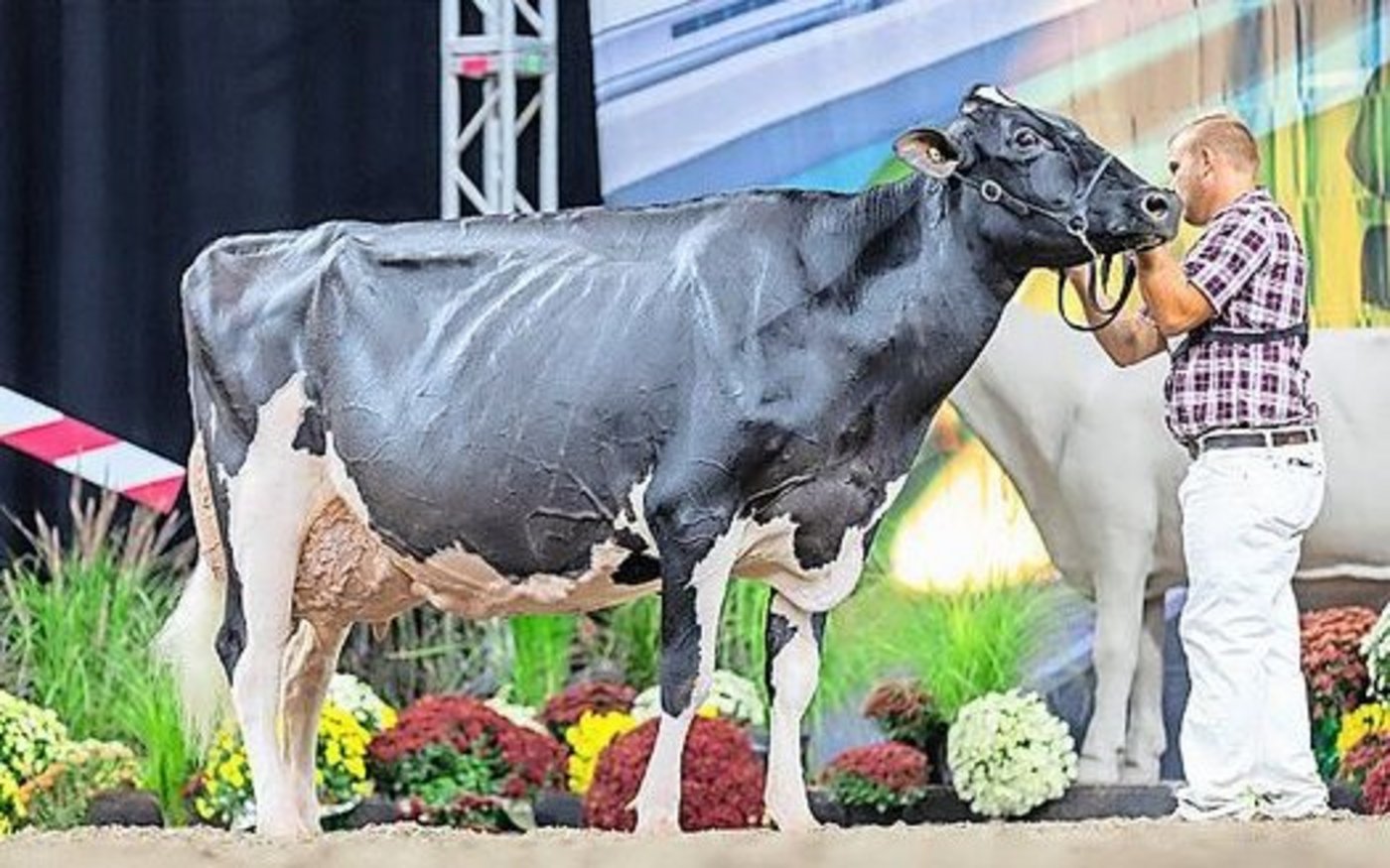 Neu mit EX-97 eingestuft: die Kanadierin und amtierende Royal-Winter-Fair- Siegerin Altona Lea Unix Herminie.