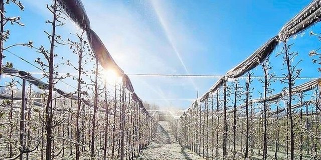 Ab 2025 erhalten LandwirtInnen Prämienverbilligungen für Versicherungen gegen Wetterextreme wie Frost.