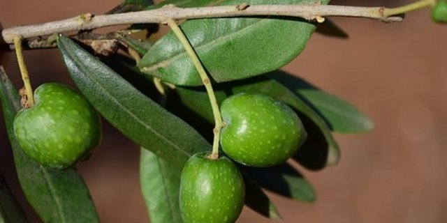 Das aus Amerika eingeschleppte Bakterium Xylella fastidiosa wurde 2013 erstmals in Süditalien festgestellt. (Symbolbild Pixabay) 