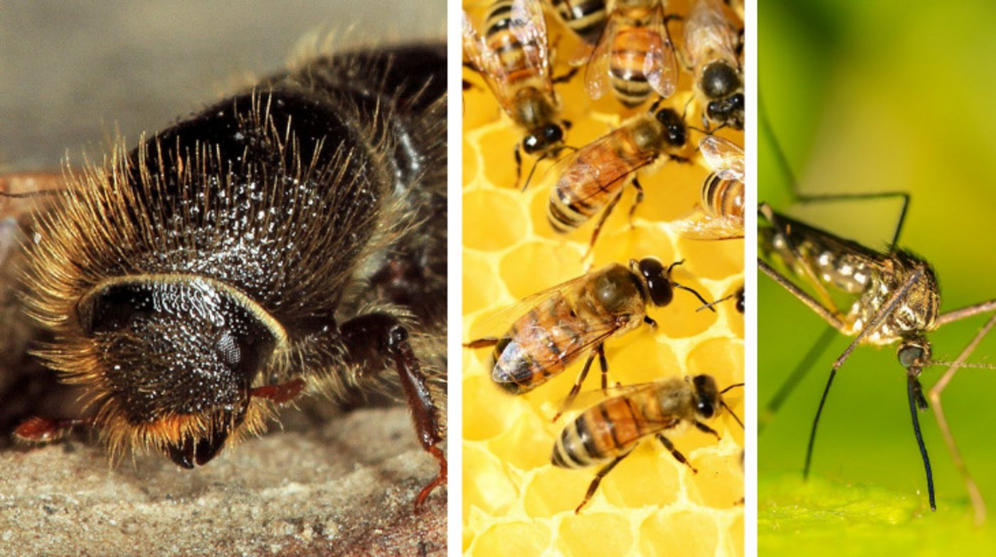 Borkenkäfer und Honibienen haben Mühe mit dem Sommer 2021, während die Nässe Stechmücken oder auch Schaben entgegenkommt. (Bilder Beat Wermelinger / Pixabay)