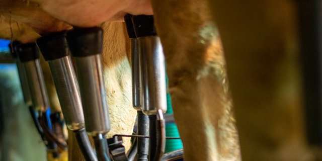 Die Milchproduktion ist in der Schweiz 2019 um 1,6 Prozent zurückgegangen. (Bild BauZ)