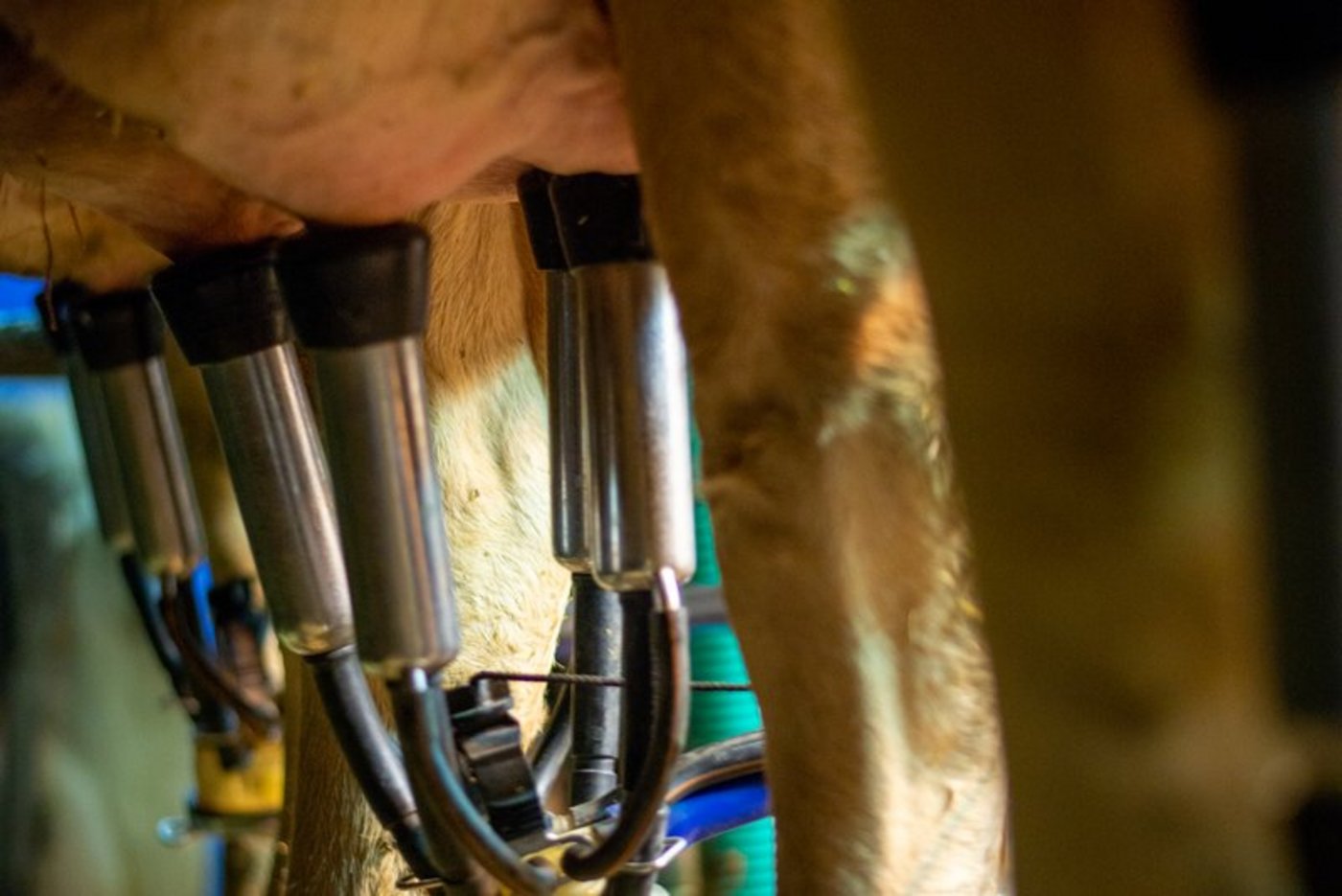 Die Milchproduktion ist in der Schweiz 2019 um 1,6 Prozent zurückgegangen. (Bild BauZ)