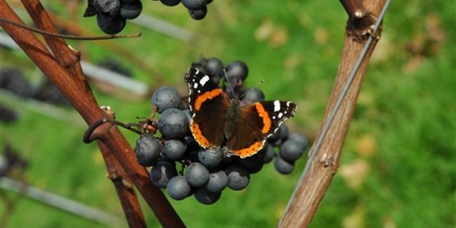 Der Walliser Grossrat möchte die Zollkontigente für Importweine anpassen. (Bild: zVg)