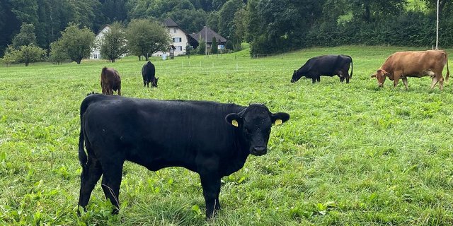 Ob im Stall oder auf der Weide: Wichtig sind die Einhaltung der Biosicherheit und die genaue Überwachung der Tiergesundheit.