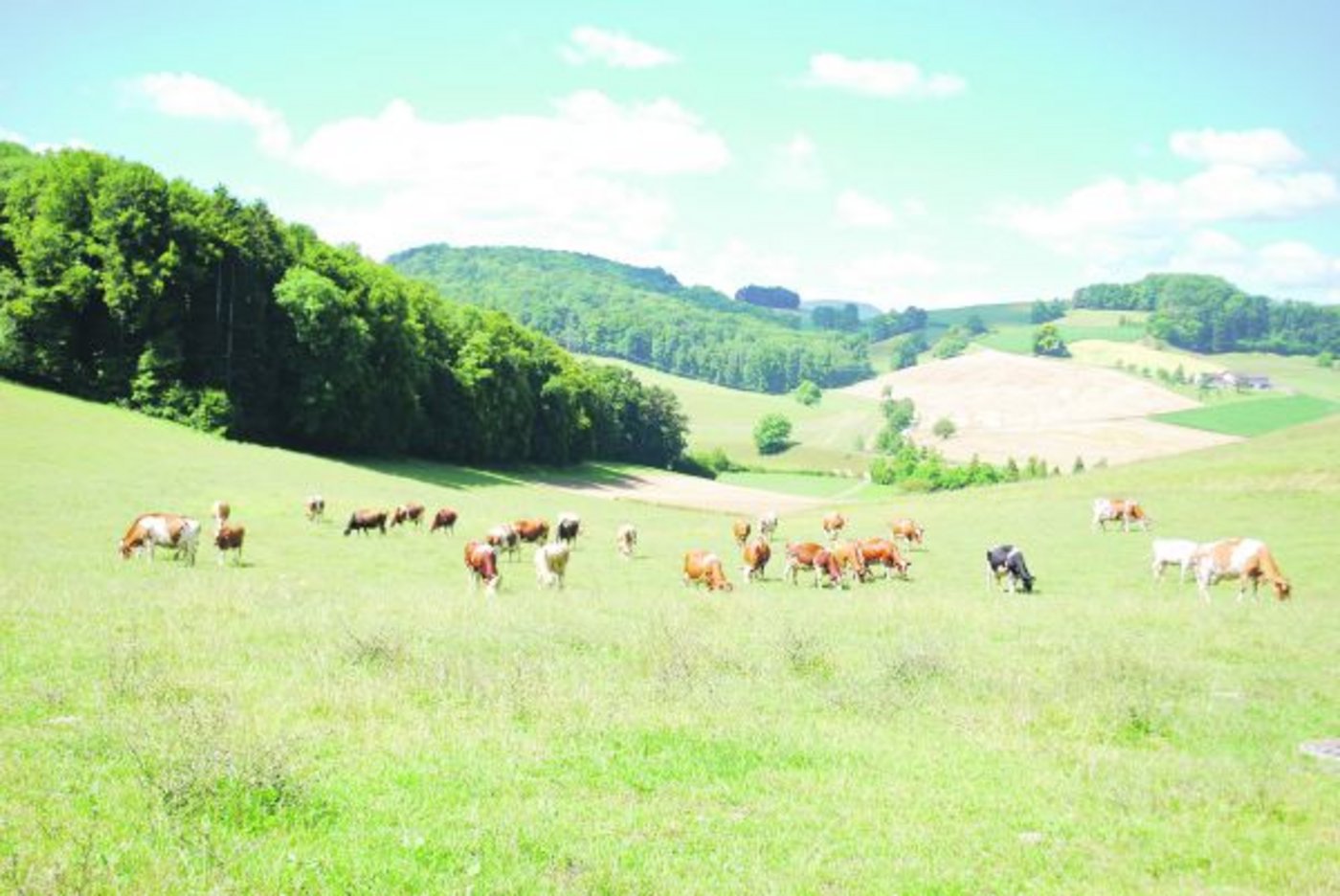 Ein Teil der Kuhherde von Stefan Jegge in Kaisten AG. (Bilder Peter Fankhauser)