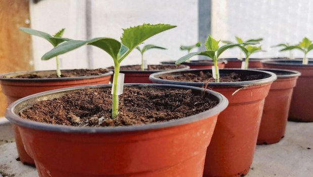 Durch die Veredlung sind die Gurkenpflanzen mit kräftigeren Wurzeln ausgestattet, das steigert ihren Ertrag.