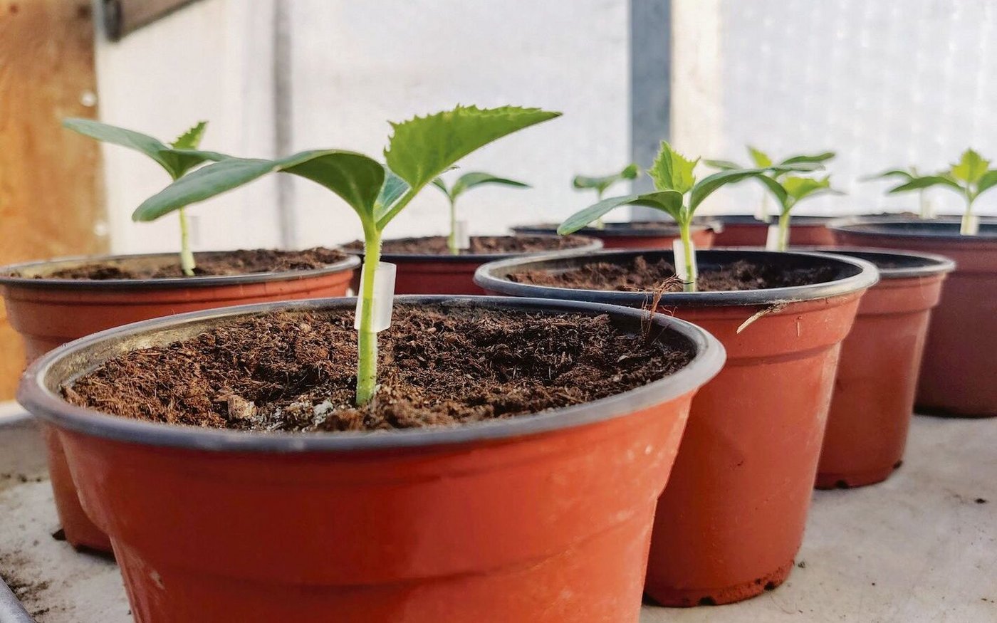 Durch die Veredlung sind die Gurkenpflanzen mit kräftigeren Wurzeln ausgestattet, das steigert ihren Ertrag.
