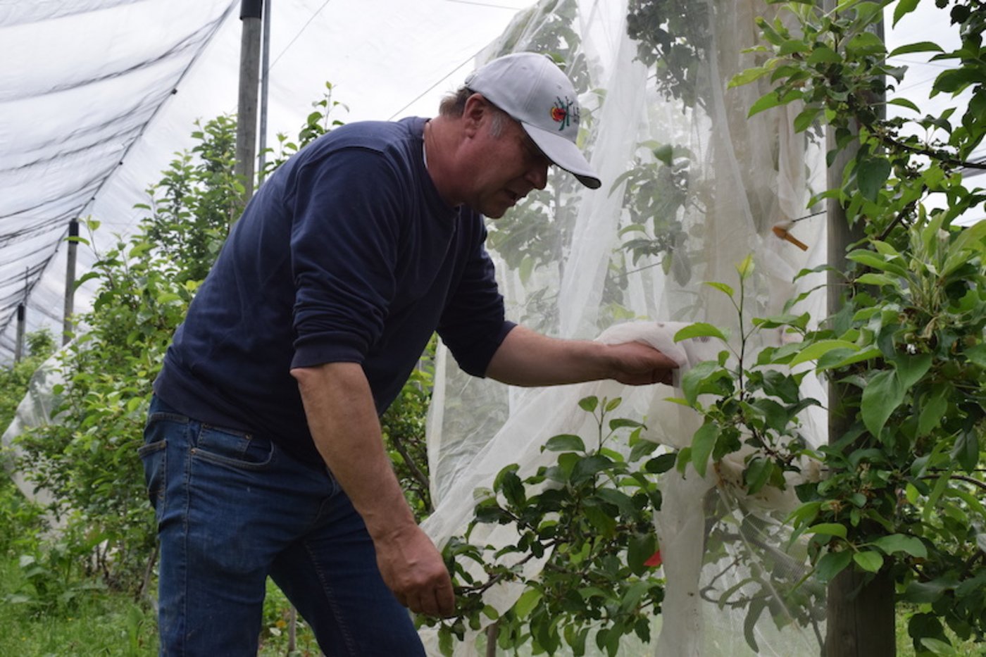 Im Zuchtgarten sind die Bäume mit Netzen geschützt, damit keine Fremdbestäubung stattfindet. «Die Bestäubung geschieht von Hand und ist relativ aufwendig», erklärt Beat Lehner. (Bilder Stefanie Giger)