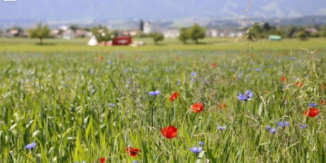 Es brauche einen Kurswechsel in der Agrarpolitik, fordert Greenpeace. (Bild lid)