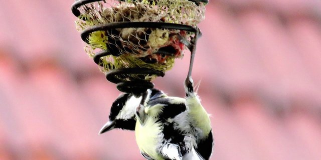 Fütterungen erleichtern die Nahrungssuche. Empfohlen werden Mischungen mit Sonnenblumenkernen, Hanfsamen, Baum- und Haselnüssen sowie Fett. (Bild pixabay)