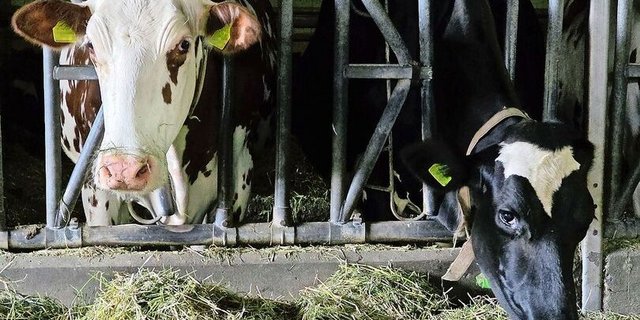 Das Blauzungenvirus hat die Schweiz im Griff. Was, wenn die Maul- und Klauenseuche unser Land erreicht? Was hiesse das für unsere Nutztiere? 