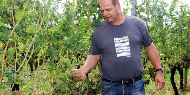 Das Weingut vom Ossinger Rebmann und Weinmacher Hans Wiesendanger ist ebenfalls teilweise stark vom Hagelschlag mit beachtlichen Schäden heimgesucht worden. (Bilder romü)