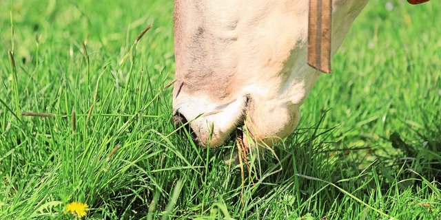 Es war in den letzten Jahren zunehmend schwieriger, den genauen Eintritt der Vegetationsruhe abzuschätzen.
