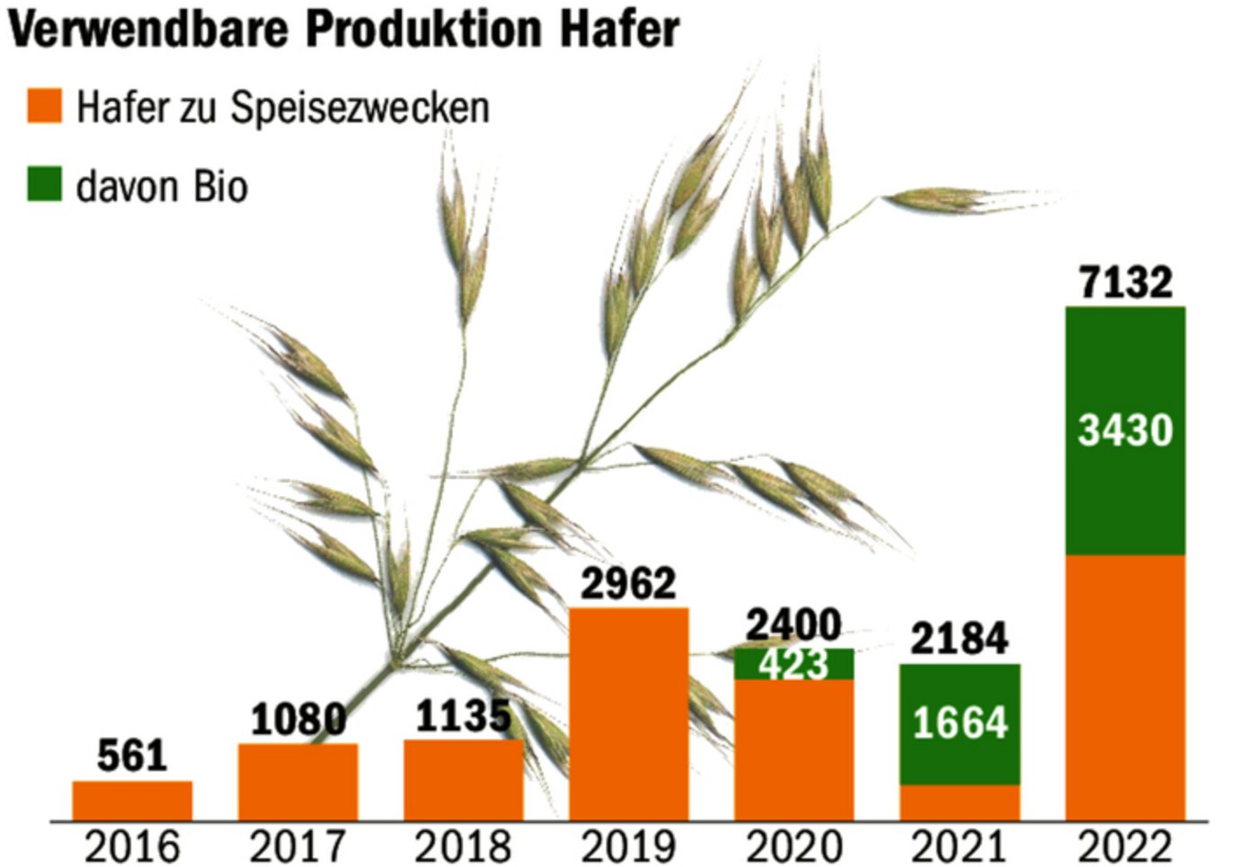 Der Anbau von Speisehafer schnellte von 561 Tonnen (2016) auf 7132 Tonnen im Jahr 2022 hoch.