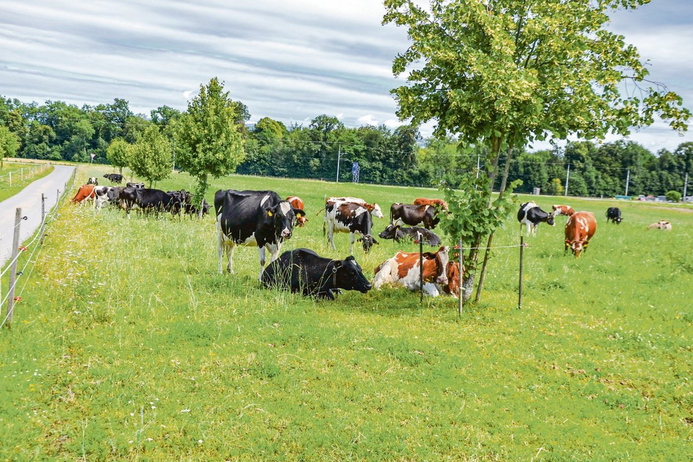 Die Kuhherde ist gemischt: Es sind Kreuzungen mit neuseeländischer Genetik, Kiwi Cross, Jersey, British Friesian oder Swiss Fleckvieh darunter. (Bilder Peter Fankhauser)