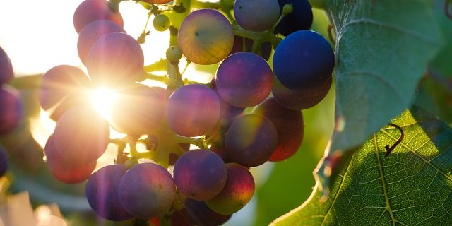 Die grosse Ernte von 2018 fiel um 12,6 Prozent höher aus als im Zehn-Jahres-Vergleich. (Bild pixabay) 