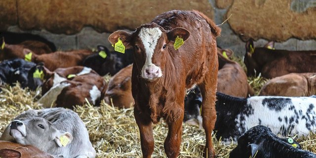 Rund die Hälfte der in der Kälberhaltung eingesetzten Antibiotika dürfte im Zusammenhang mit M.-bovis-Infektionen stehen. 
