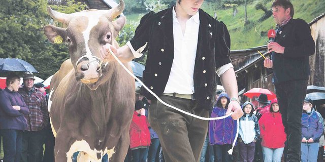 Im Viehhandel  - auch auf Auktionen - gilt die Viehwährschaft einzig und allein schriftlich. (Bild Markus Bühler)