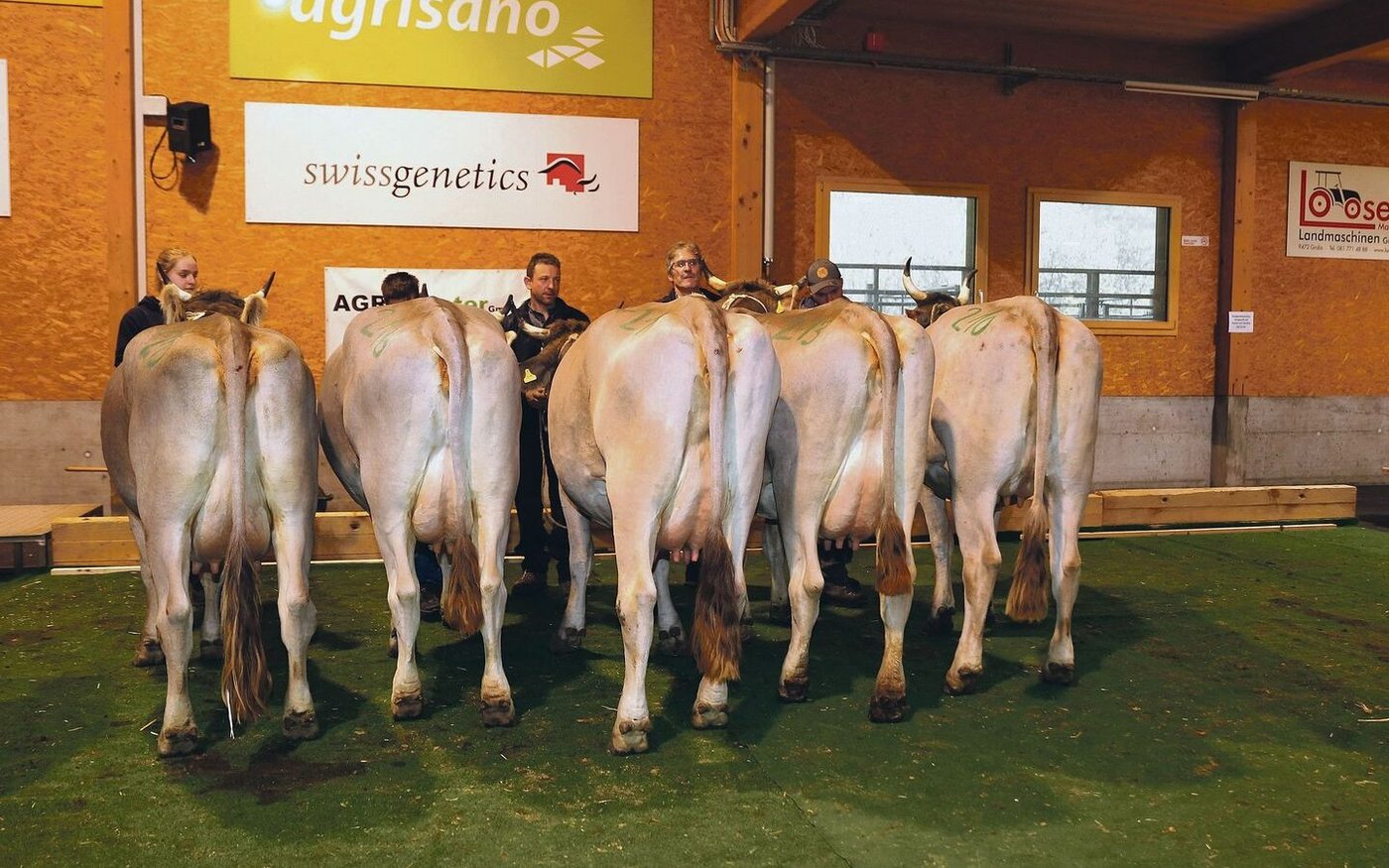Die fünf Töchter vom Stier David präsentierten sich als feingliedrige OB-Tiere.