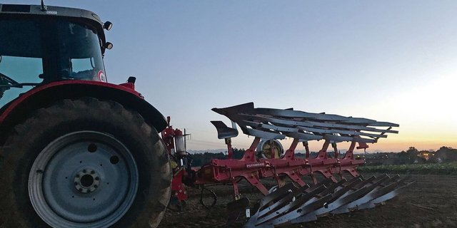 Eine schöne Szene von Ende Herbst: Ein Pflug mit Streifenriestern vor dem Alpenpanorama. In der Schweiz ist die Verteilung von Normal- und Streifenkörpern in etwa ausgeglichen.