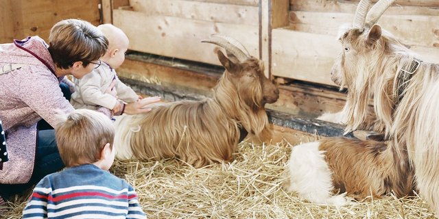 Mehr Tierschutz: Für die Kleinen gibt es einen Streichelzoo, die Tiere dürfen aber nur noch von ausserhalb der Gehege gestreichelt werden.(Bild zVg)