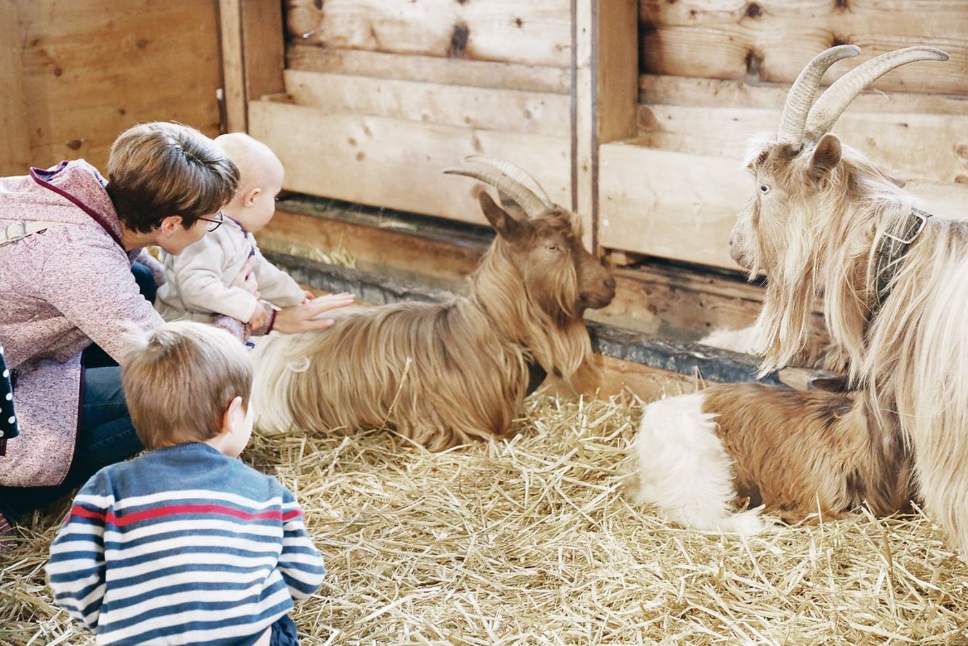 Mehr Tierschutz: Für die Kleinen gibt es einen Streichelzoo, die Tiere dürfen aber nur noch von ausserhalb der Gehege gestreichelt werden.(Bild zVg)