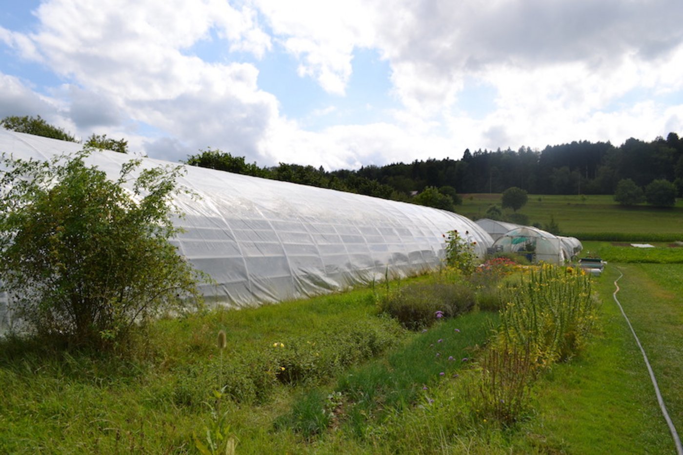 Dank der vielen Mitarbeiter (den Genossenschaftern in der Solwai) kann man kleinräumig und mit viel Handarbeit anbauen. (Bild jsc)
