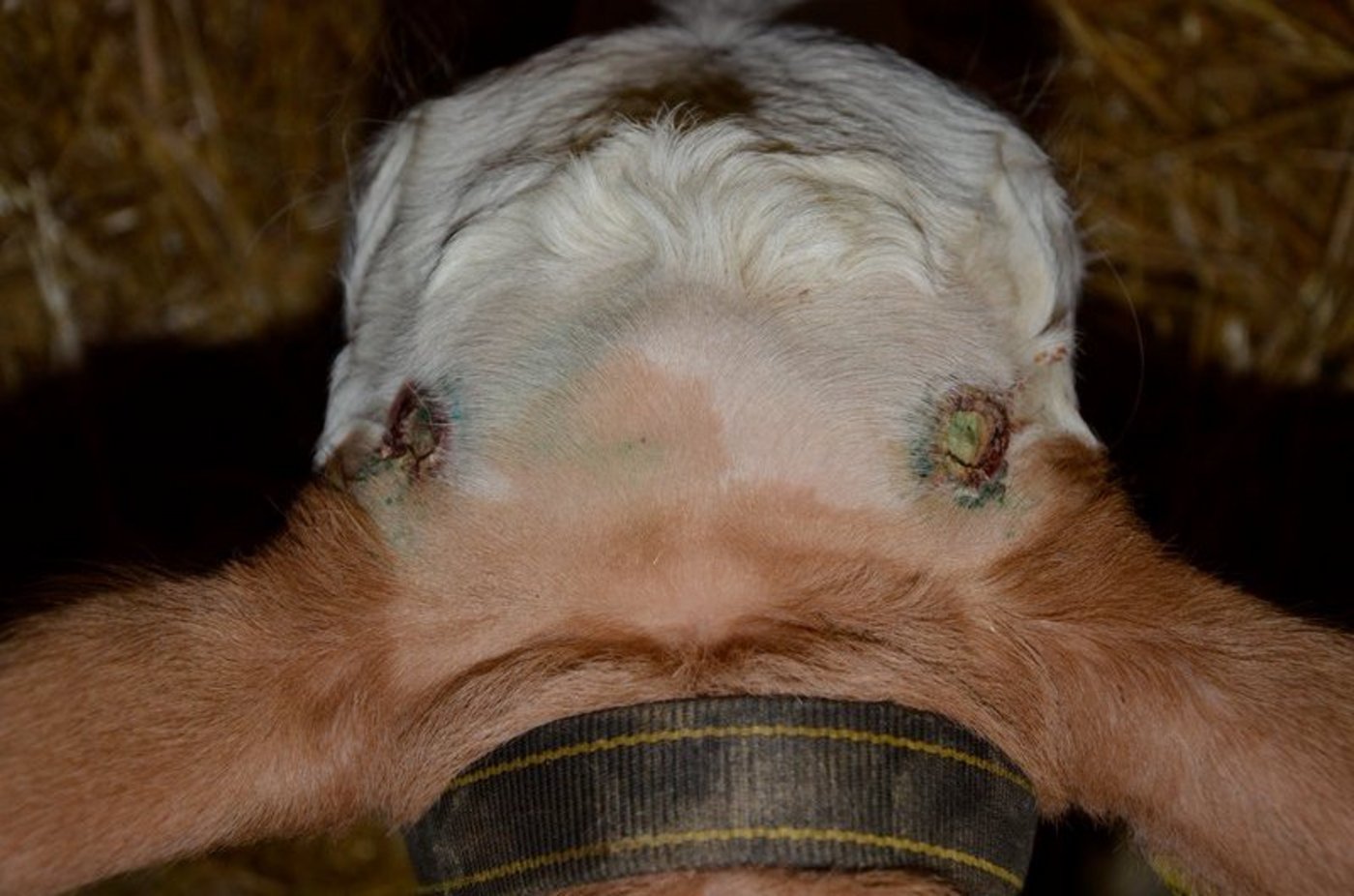 Man sieht von oben auf den Kopf eines Kalbs, dessen frisch enthornte Stellen gut zu sehen sind. (Bild Aline Küenzi)